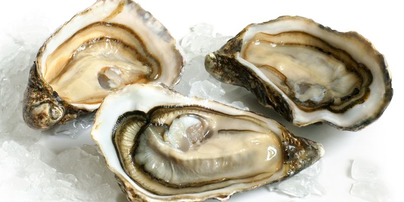 Raw oysters with ice