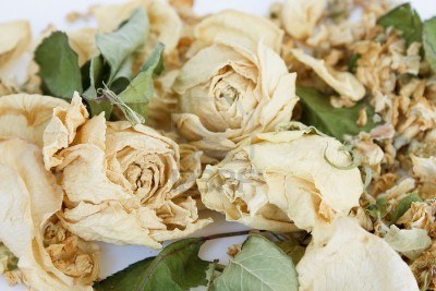 dried-white-roses-in-Denmark