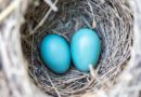 https://dolio.ru/wp-content/uploads/2018/03/bird_nest_eggs_blue_wildlife_nature_natural_home-565428-130x90.jpg