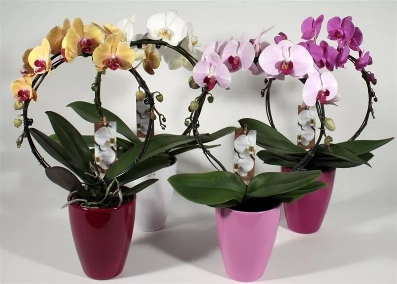 Архидея или орхидея в горшке уход