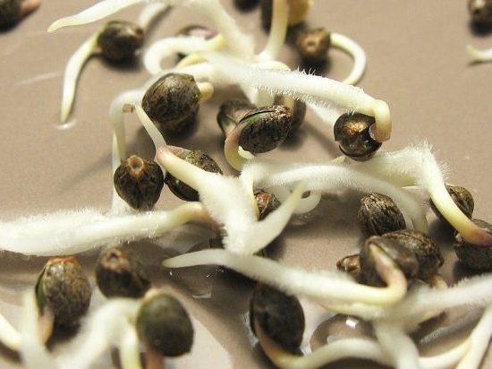 как проращивать семена марихуаны